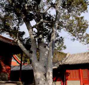 白皮松属于乔木还是灌木？，油松白皮松是乔木类