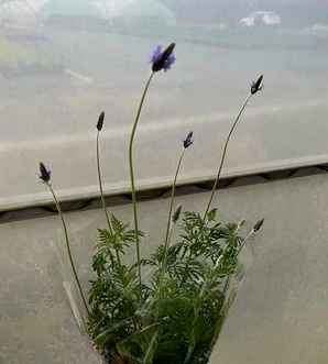 薰衣草小苗图片，福建薰衣草小苗