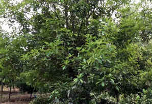 椤木石楠家具，椤木石楠价格