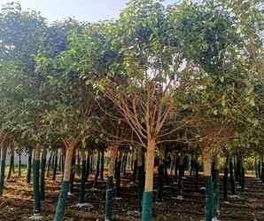 大叶女贞树种植方法，大叶女贞树种植方法