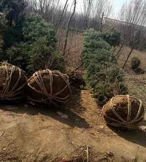 塔柏的移植方法，2米塔柏怎么移植