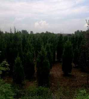 塔柏的移植方法，2米塔柏怎么移植