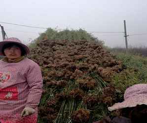 早园竹的绿化园林价值，早园竹一株多少钱