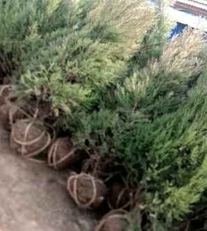 塔柏的移植方法，2米塔柏怎么移植