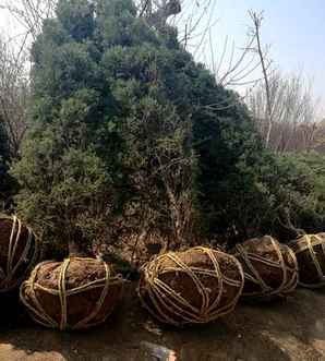 塔柏移栽方法，塔柏移栽成活如何判断