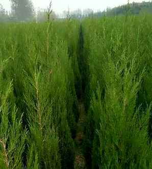 塔柏的移植方法，2米塔柏怎么移植