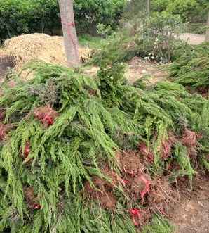 蜀桧和塔柏是不是一样，龙柏、蜀桧和塔柏的区分