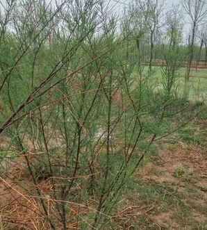 20公分裸根柽柳种植，柽柳树小苗种植技术