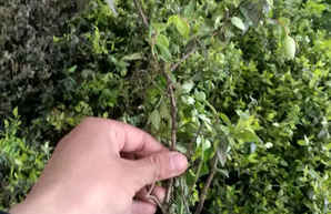 2公分粗中华木麻球多少钱，大花六道木球价格