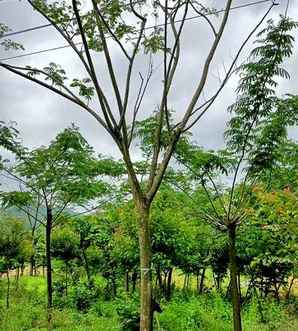 合欢树种子种植条件和方法，合欢树种子几月份播种