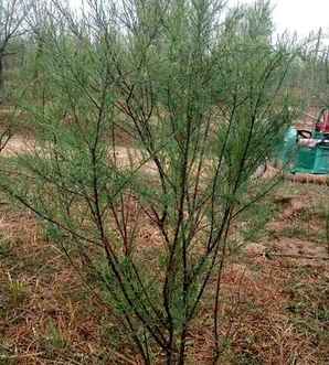 柽柳树小苗什么时候种植，柽柳每平方种植多少株
