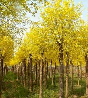内蒙5公分金叶榆种植基地，中华金叶榆的田间种植方法