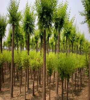 内蒙5公分金叶榆种植基地，中华金叶榆的田间种植方法