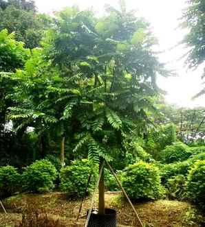 麻楝树小苗基地在哪里，麻楝树苗价格