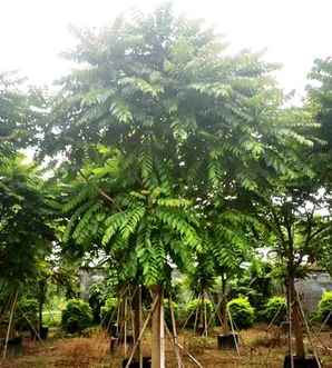 麻楝树小苗基地在哪里，麻楝树苗价格