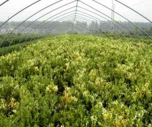 临沂市金银花市场价格，金银花苗的市场价格