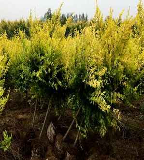 金叶榆夏季盆栽，金叶榆盆栽的种植方法