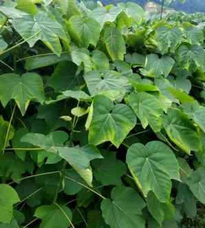 ​千年桐种植基地