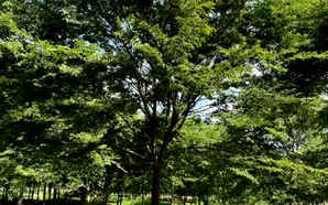 求购榉树小苗价格，公分榉树价格