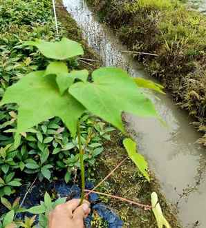 ​千年桐种植基地