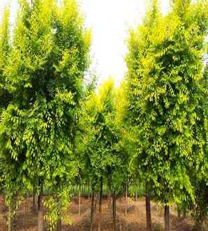 金叶榆的移植注意事项