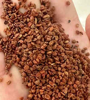 金银花三号种子哪里买，金银花种子是什么样的