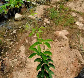 蒜香藤适合种植的区域，蒜香藤种植间距