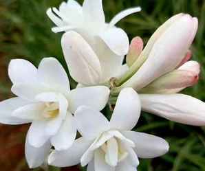 夜来香花图片，夜来香花图片动漫