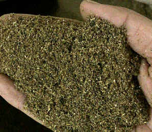 艾草种子哪里有卖的多少钱1斤，艾草种子哪里有卖