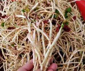 鱼腥草图片，鱼腥草图片和别名