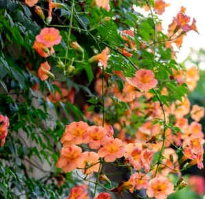 蒜香藤和凌霄花哪个好？，紫藤与凌霄花哪个比较好