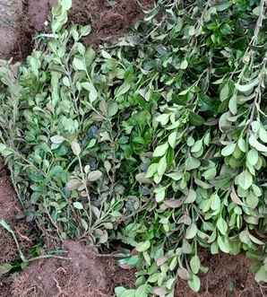 卫矛种植技术全过程，胶东卫矛的种植方法