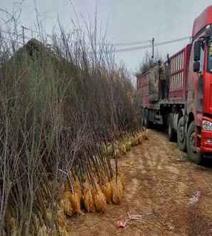 柽柳树冬季管理方法，柽柳树种植方法