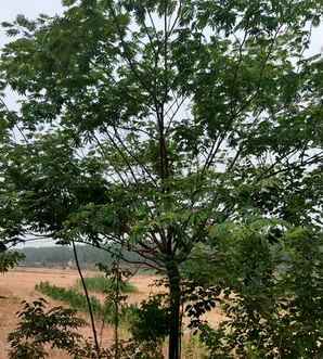 合欢树苗的产地，合欢树小苗产地是哪里