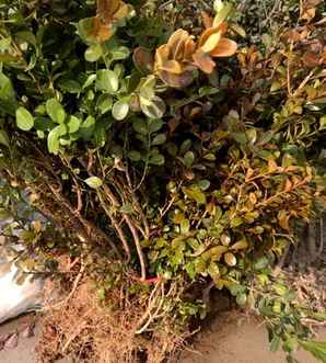 大面积黄杨苗种植方法，瓜子黄杨苗种植技术