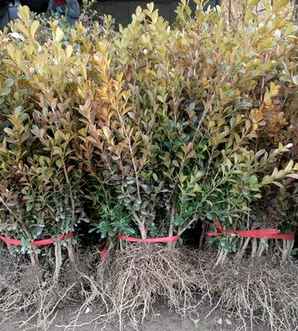 大面积黄杨苗种植方法，瓜子黄杨苗种植技术