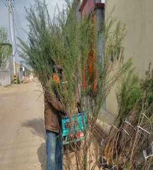 柽柳什么时候开花，柽柳开花后结什么样的果实