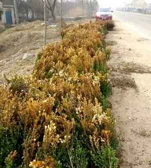 大面积黄杨苗种植方法，瓜子黄杨苗种植技术