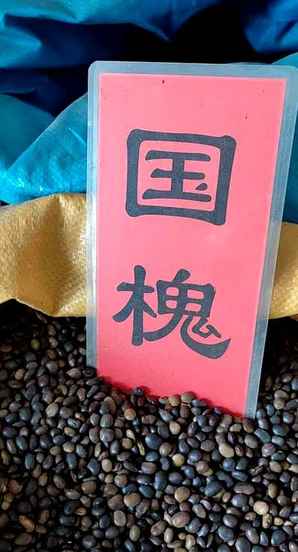 国槐树种子怎么种，国槐树种子市面价