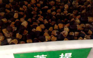 菩提树种子，菩提树种子脱落怎么回事