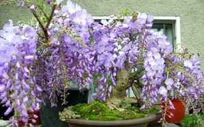 紫藤广东可以开花吗，紫藤盆景怎么不开花