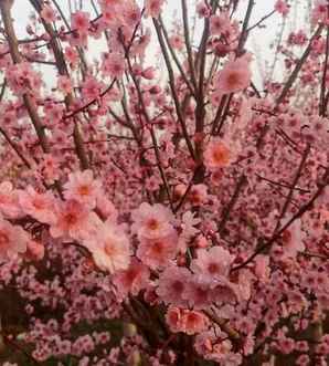 梅花苗的种植方法，梅花苗