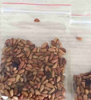 玫瑰种子，玫瑰种子多少天发芽