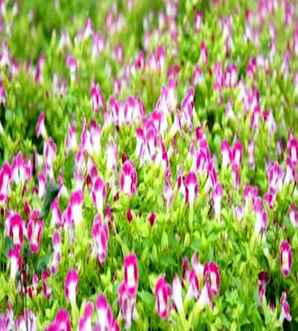 夏堇是一年生花卉吗，无性夏堇是一年生花卉吗
