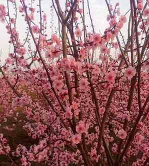 梅花苗的种植方法，梅花苗