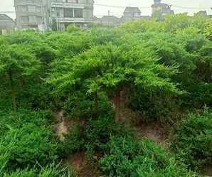 高接地龙