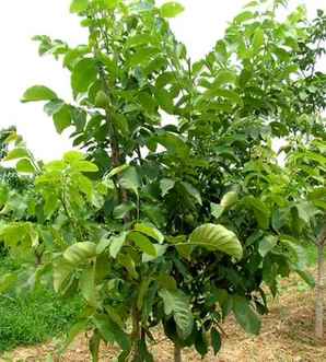 桃树苗种植基地，深州桃树苗批发基地