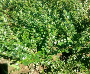 平枝栒子小苗几年开花，盆栽平枝栒子怎么不开花
