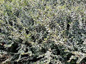 北京平枝栒子种植基地，平枝栒子基地