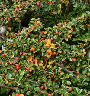 北京平枝栒子种植基地，平枝栒子基地